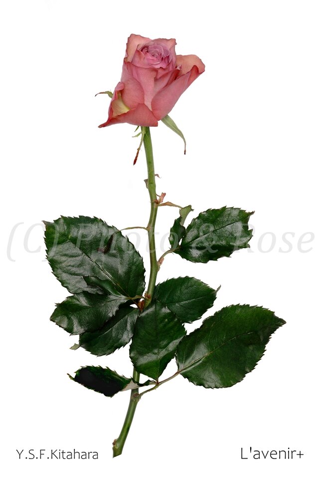 バラのポストカード　アヴニール