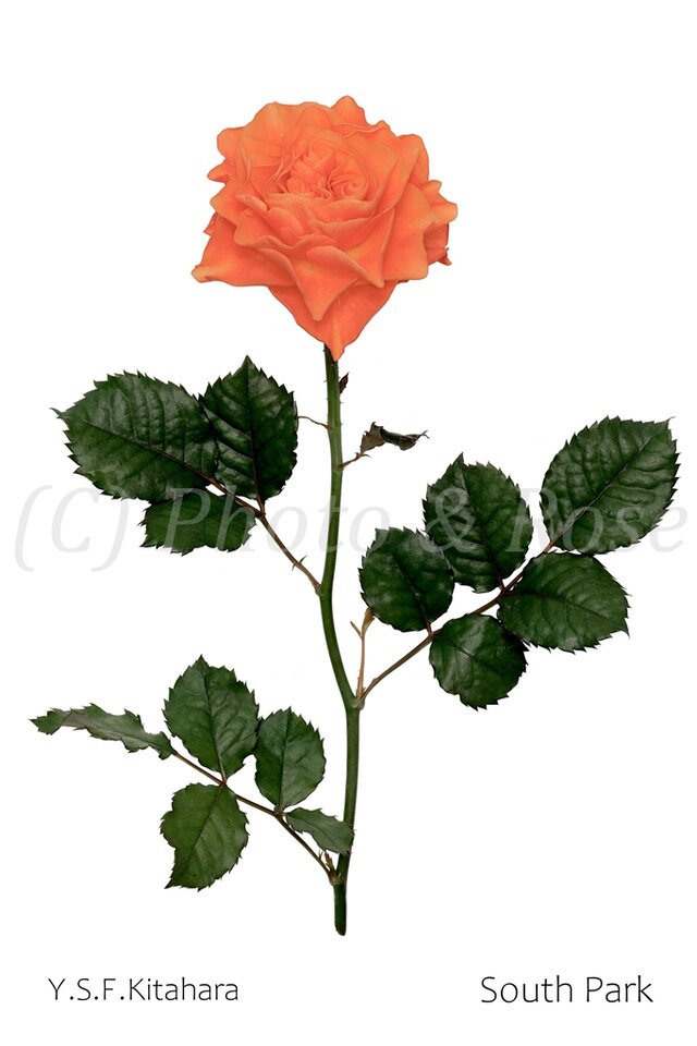 バラのポストカード　サウス・パーク