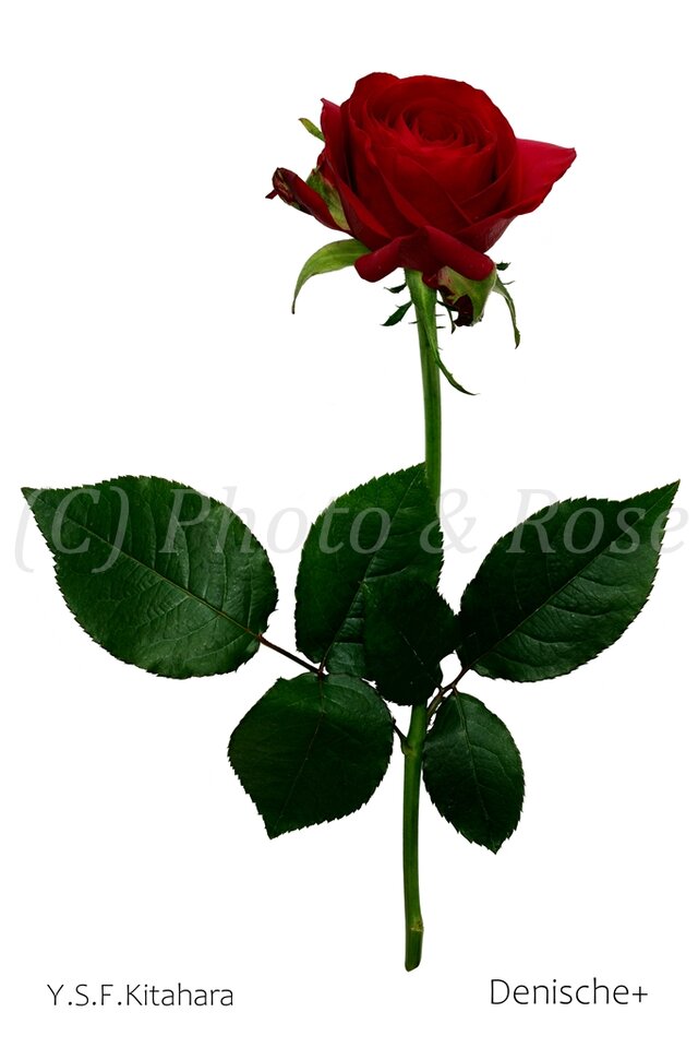 バラのポストカード　デーニチェ