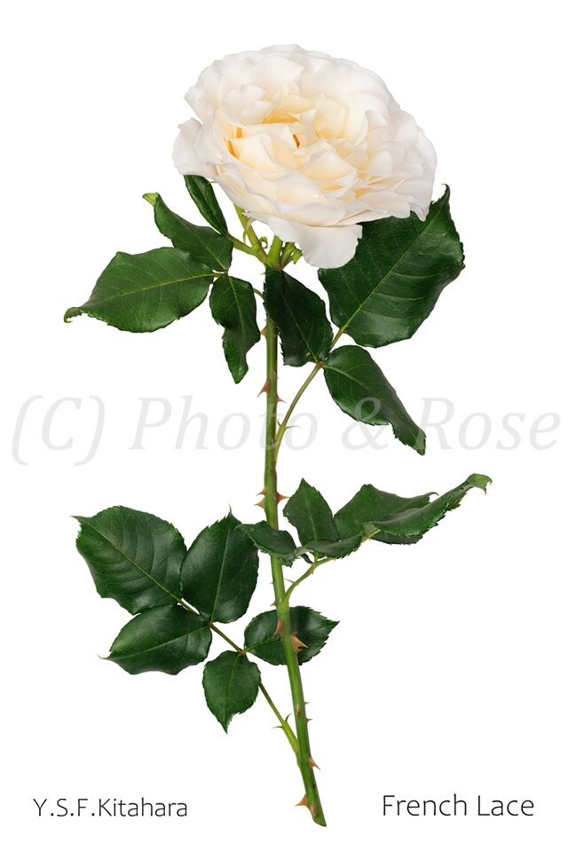 バラのポストカード　フレンチ・レース