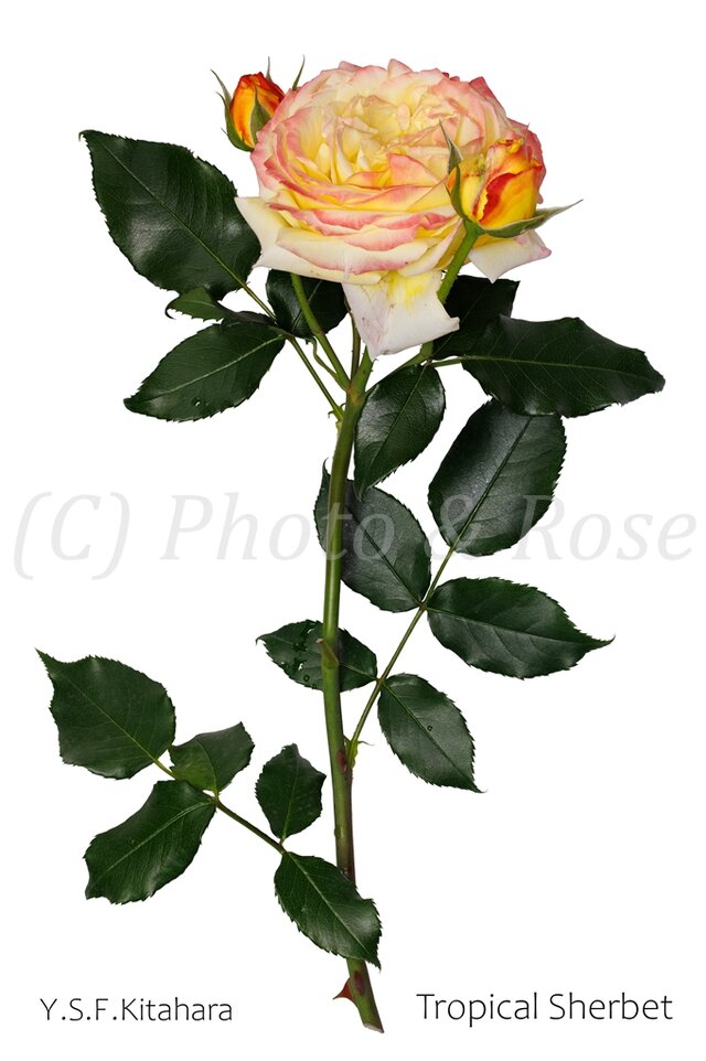 バラのポストカード　トロピカル・シャーベット