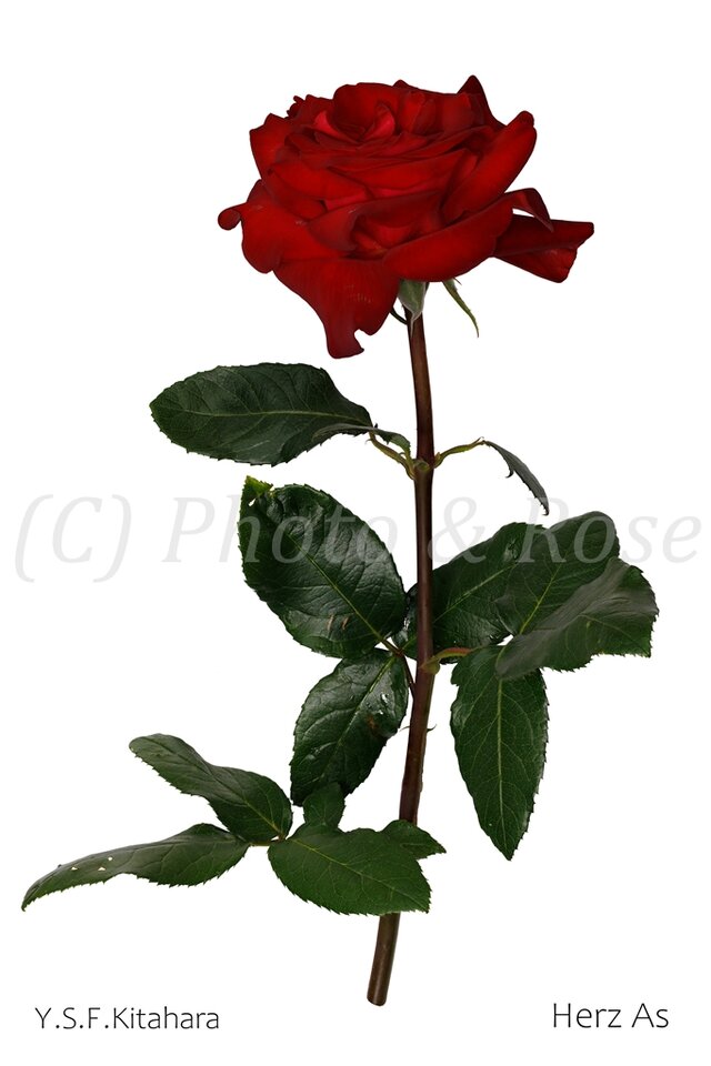 バラのポストカード　ヘルツ・アス