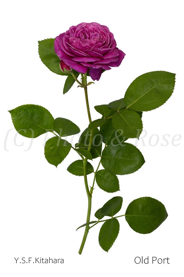 バラのポストカード　オールド・ポート