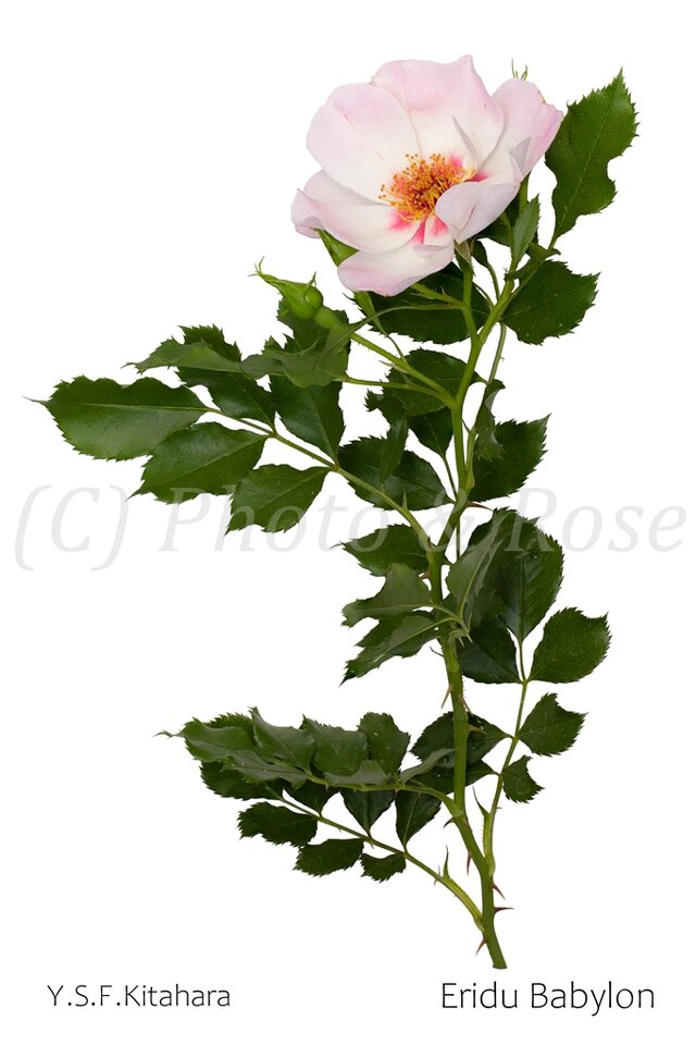 バラのポストカード　エリドゥ・バビロン