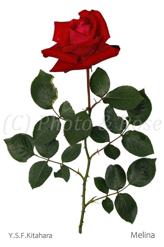 バラのポストカード　メリナ