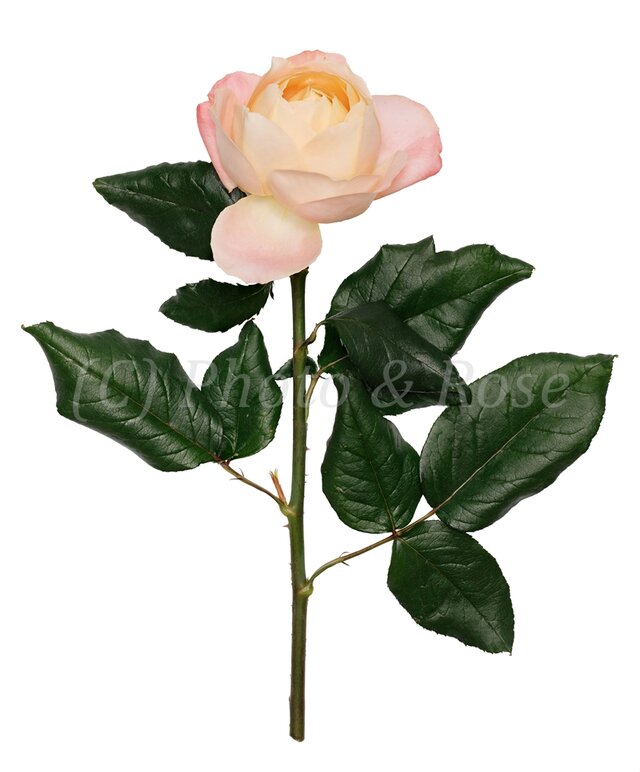 バラのポストカード　アプリコット・ファンデーション