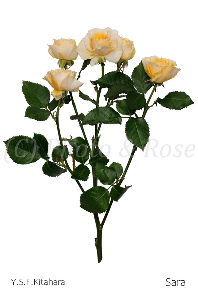 バラのポストカード　サラ