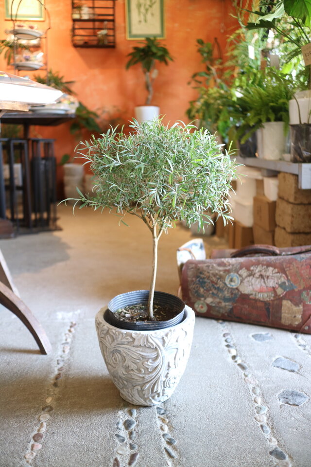 シルバーティーツリー 株立ち 大型商品 シルバーティーツリー 6号