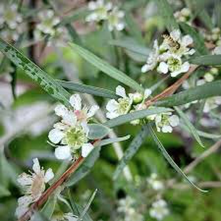 ちょっと大きな シルバーティーツリー トピアリー シルバーリーフ