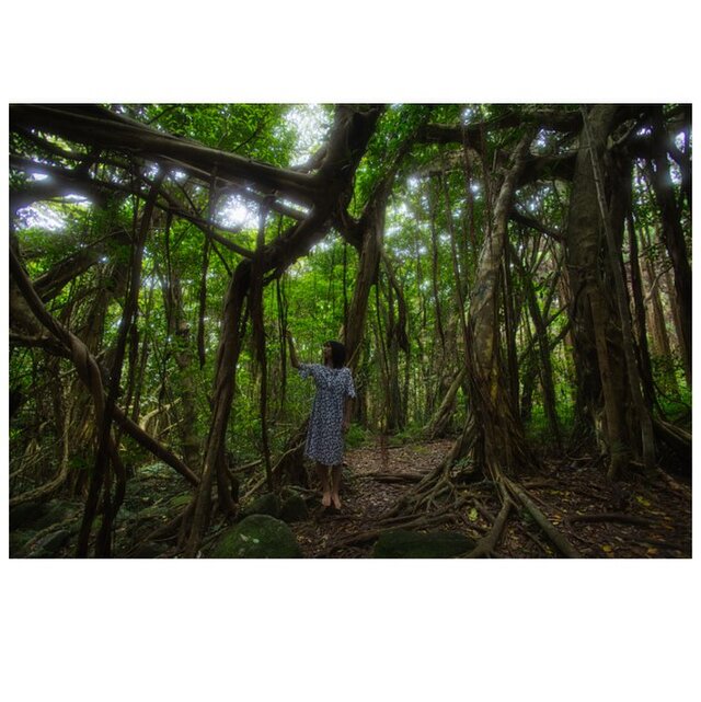 屋久島 魅入られる幻想の森 [1] 【風景写真・ポスターアート インテリア】