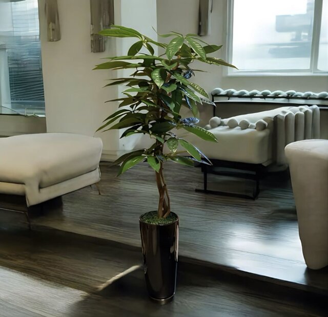 光触媒　人工観葉植物　ウォールグリーン　フェイクグリーン　スリムパキラ10346 光触媒 人工観葉植物 ウォールグリーン フェイクグリーン スリムパキラ