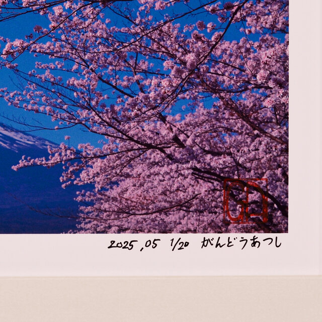 桜と富士山の写真 額入り