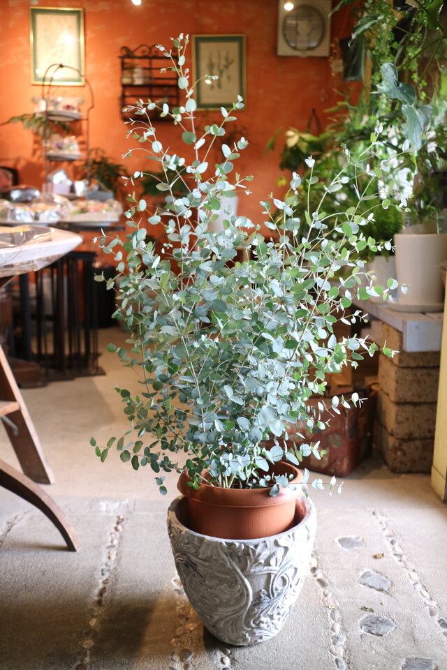 再々入荷！　１点のみ　大きな♡　グニー ユーカリ の木　シルバーリーフ