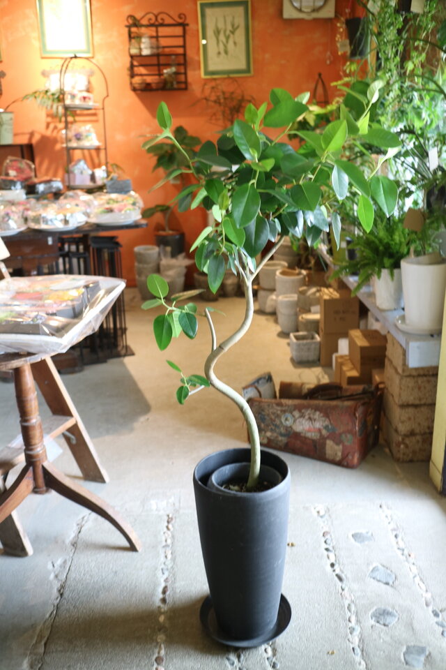 観葉植物 フランスゴム フィカス•ルビギノーサ♪ 112cm ♪