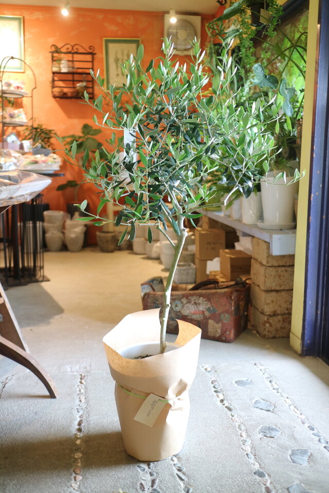 １点のみ！現物　大きな！オリーブの木 ＜バーデル＞