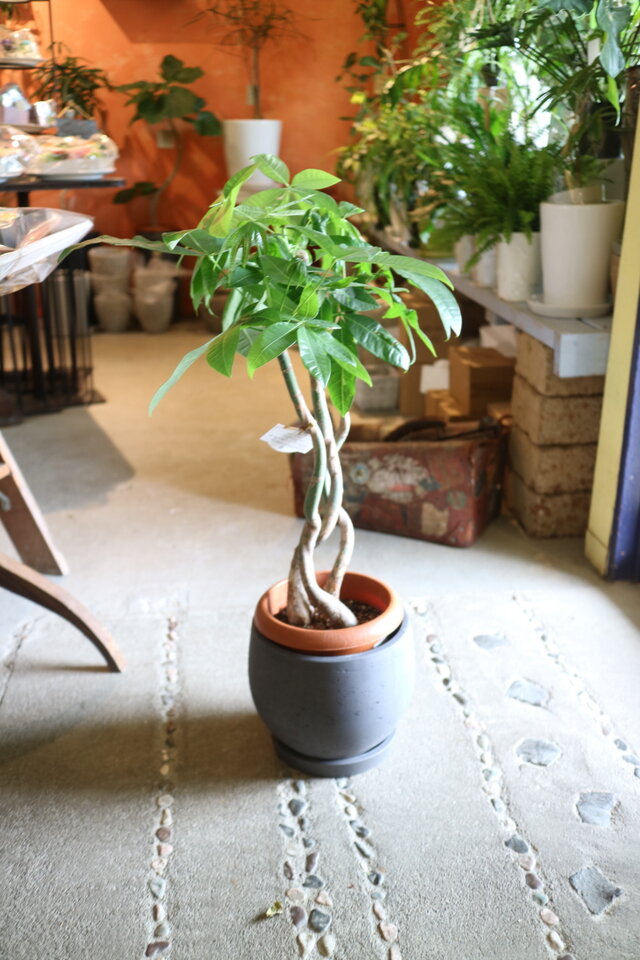 再々入荷！<1点のみ＞＜現物＞ 大きなくねくね パキラ 陶器鉢 | iichi