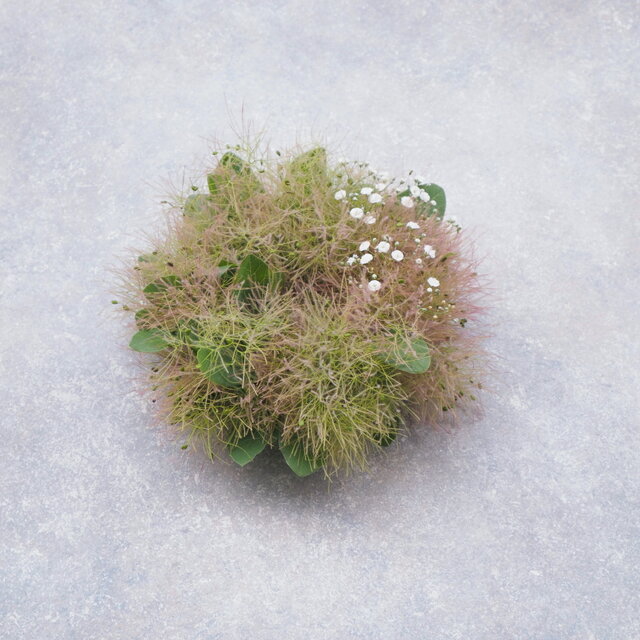 スモークツリーのミニリース18cm-白