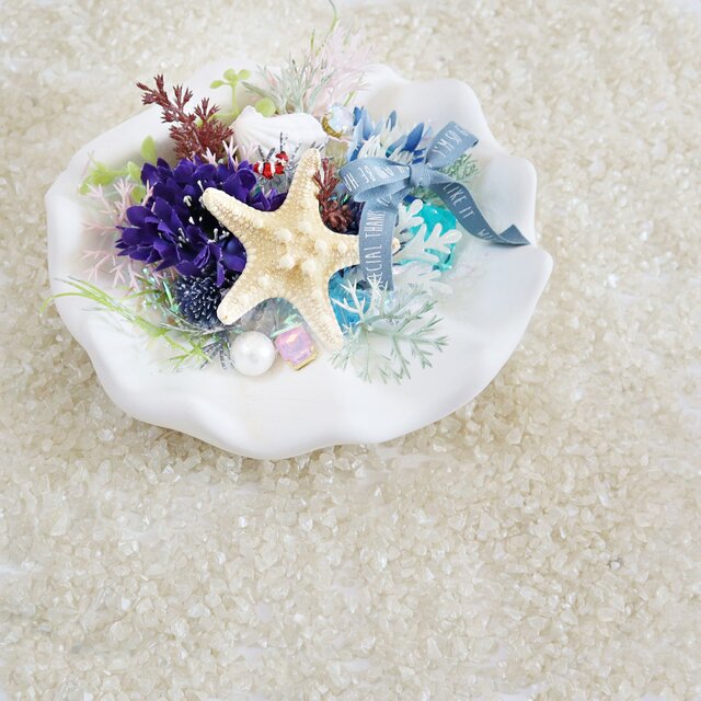 クマノミのお家 anemonefish's home ★ シャコ貝