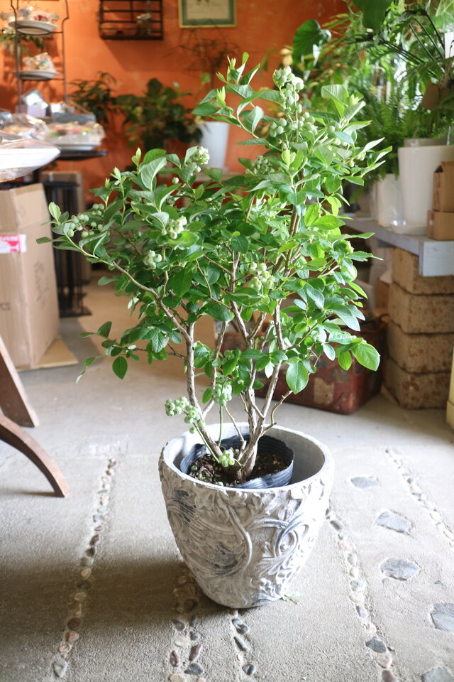 現物　実がいっぱい♡ 大きなブルーベリーの木　＜デニス＞A