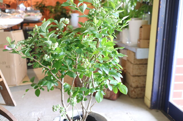 現物 実がいっぱい♡ 大きなブルーベリーの木 ＜デニス＞A