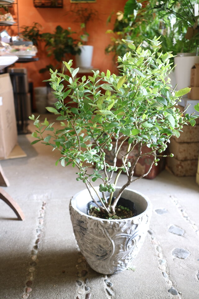 現物　実がいっぱい♡ 大きなブルーベリーの木　＜マグノリア＞A