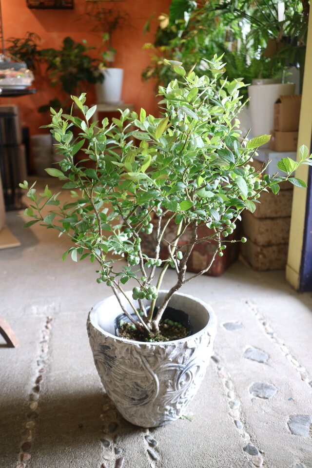現物 実がいっぱい♡ 大きなブルーベリーの木 ＜マグノリア＞A | iichi