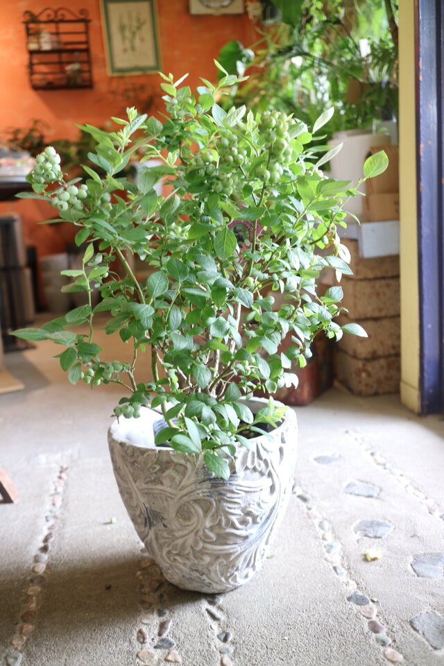 現物　実がいっぱい♡ 大きなブルーベリーの木　＜マグノリア＞B