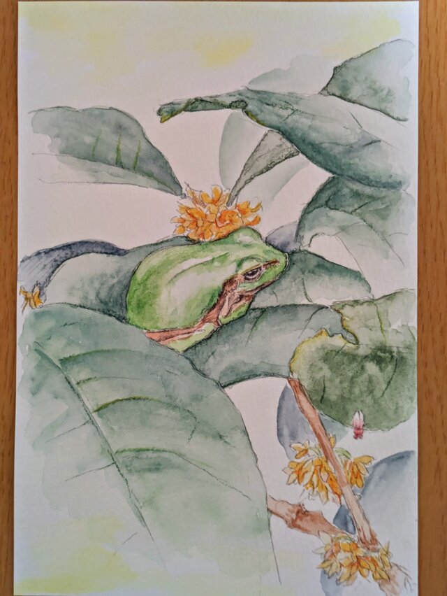カエルと金木犀