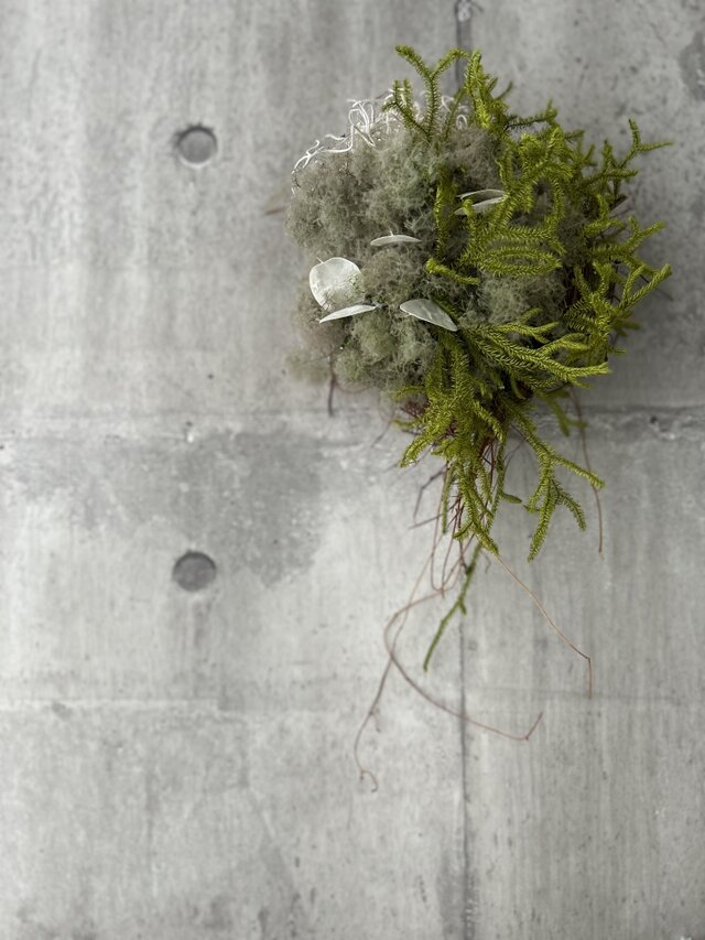 W25024 ヒカゲノカズラとスモークツリー