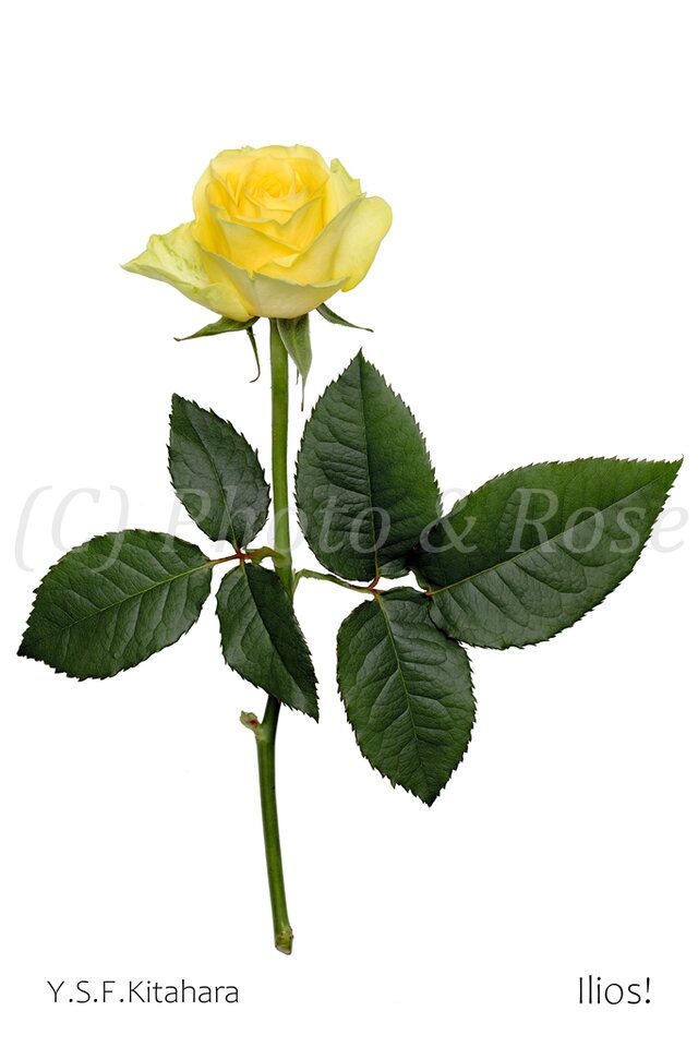 バラのポストカード　イリオス