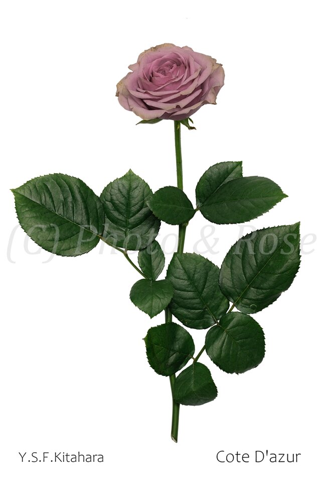 バラのポストカード　コートダジュール