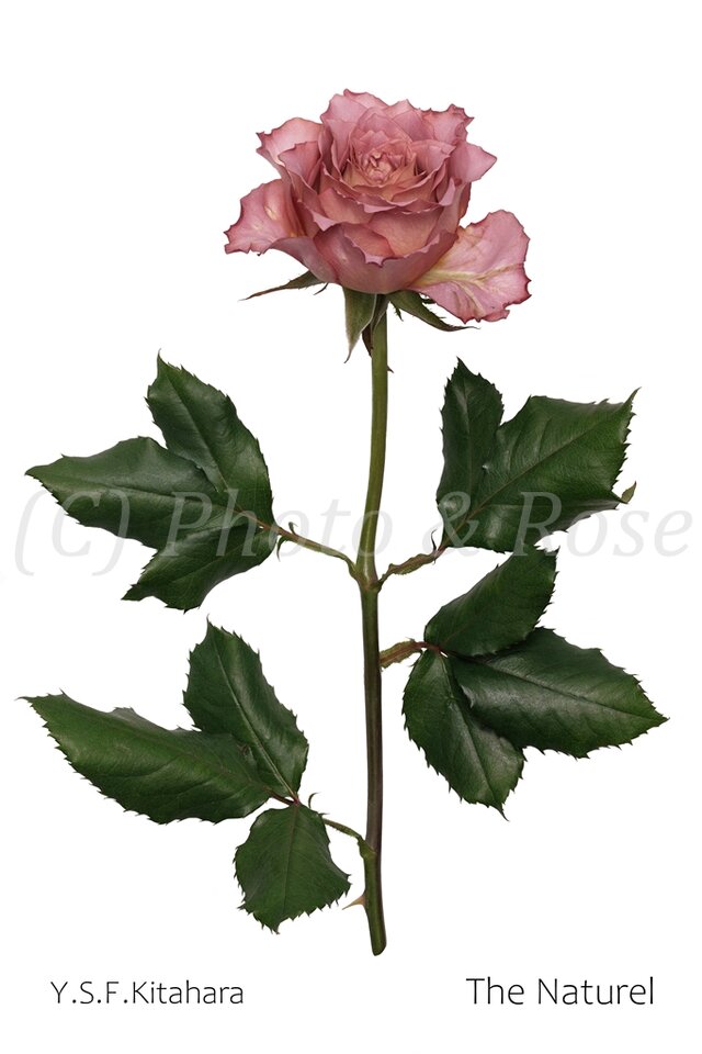 バラのポストカード　テナチュール