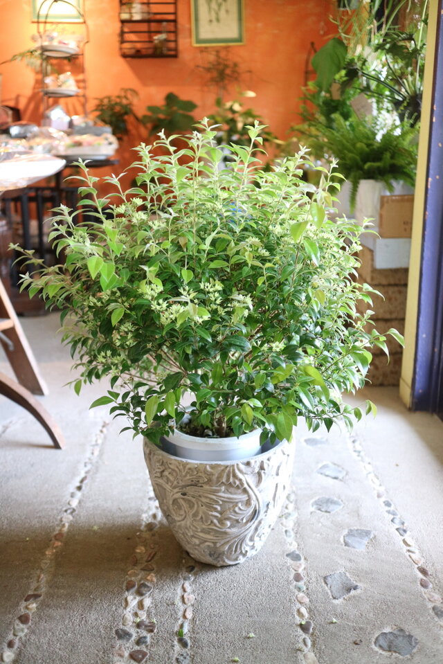 1点のみ❤️シナモンの香り♡大きな！ シナモンマートル の木　ハーブ　アロマ