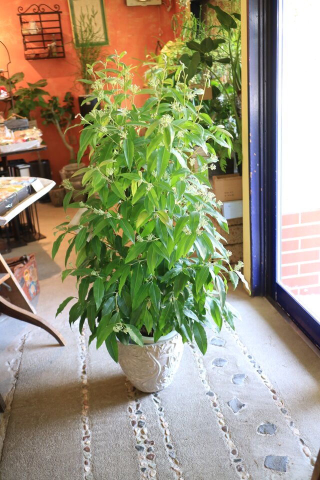 再々入荷 1点のみ❤️レモンの香り♡大きな！ レモンマートル の木　ハーブ　アロマ　