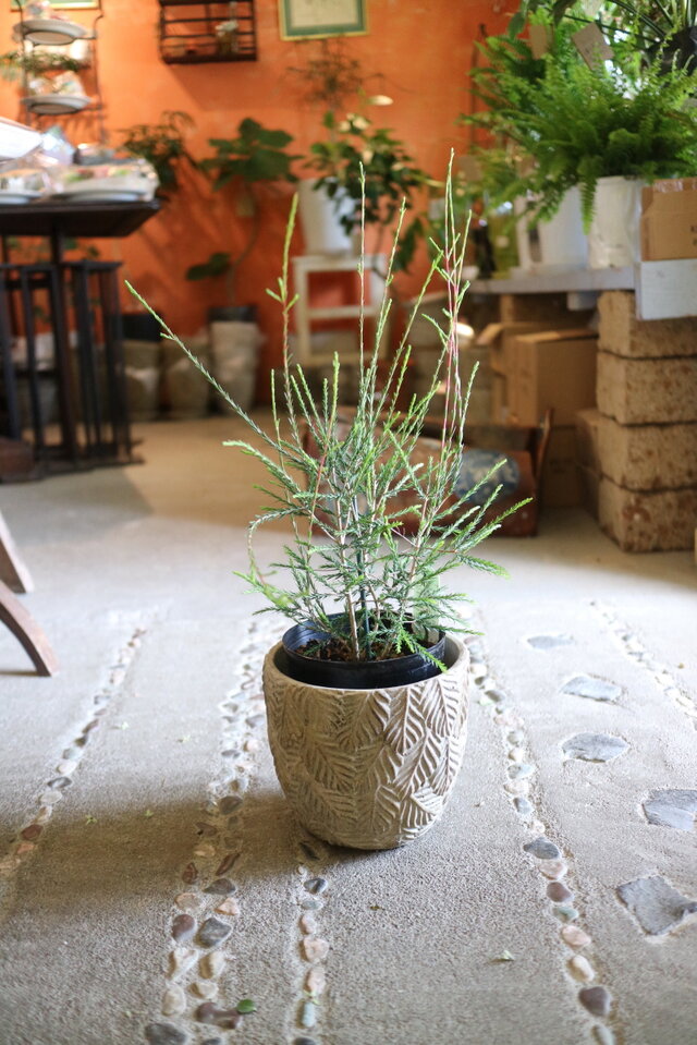 ちっちゃな♡ティーツリー メラレウカ ＜ギボッサ＞ ハーブ 鉢付　