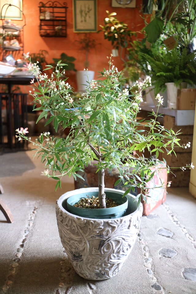 再入荷　1点のみ！　花色が白から赤に♡サマークリスマスブッシュ の木