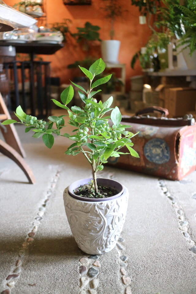 実がいっぱい♡ キュートな！ ブルーベリーの木 ＜シャープブルー＞ 鉢