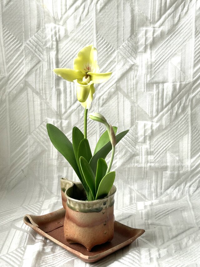 クレイの花(粘土)パフィオ