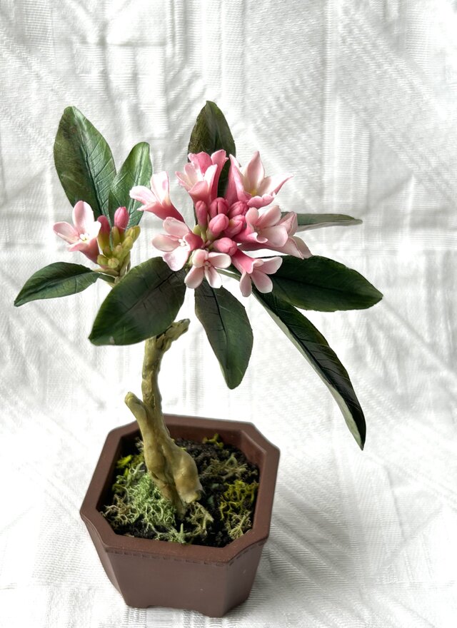 クレイの花(粘土)沈丁花