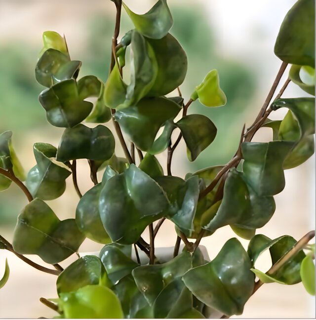 光触媒　人工観葉植物　ウォールグリーン　フェイクグリーン　ベンジャミンバロック@ 光触媒 人工観葉植物 ウォールグリーン フェイクグリーン