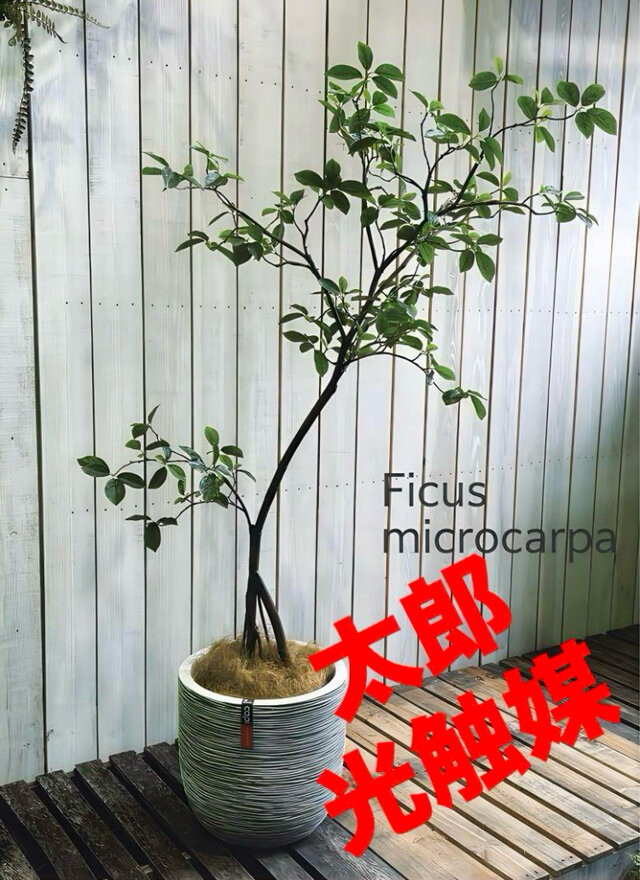 光触媒　人工観葉植物　ウォールグリーン　フェイクグリーン　ガジュマル150FST