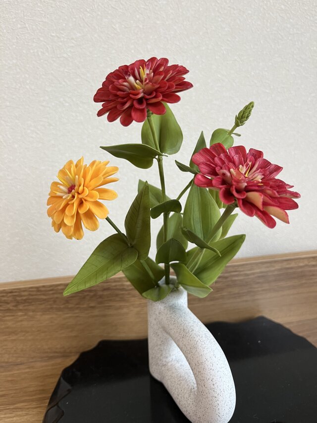 百日草　(ジニア)