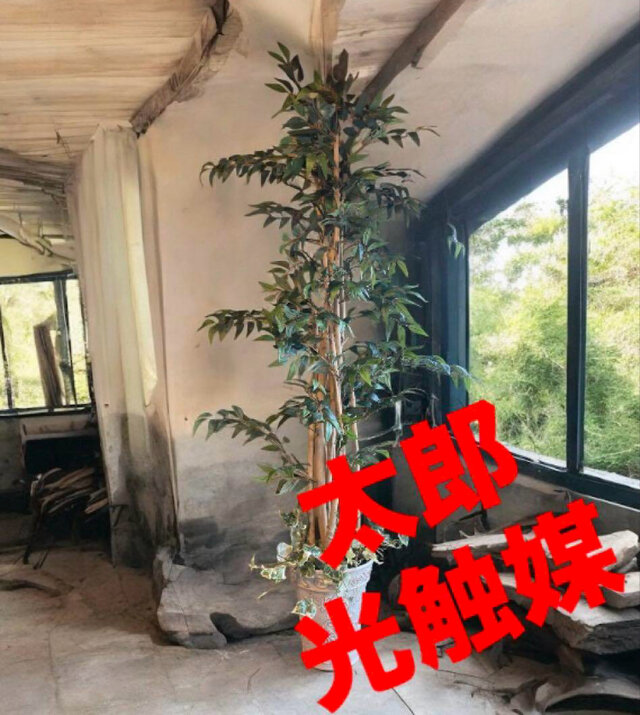 光触媒　人工観葉植物　フェイクグリーン　イタリアンベンジャミン17575 光触媒 人工観葉植物 ウォールグリーン フェイクグリーン