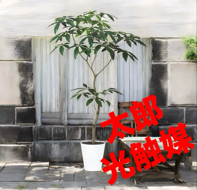光触媒　人工観葉植物　ウォールグリーン　フェイクグリーン　パキラ150FST 光触媒 人工観葉植物 ウォールグリーン フェイクグリーン パキラ