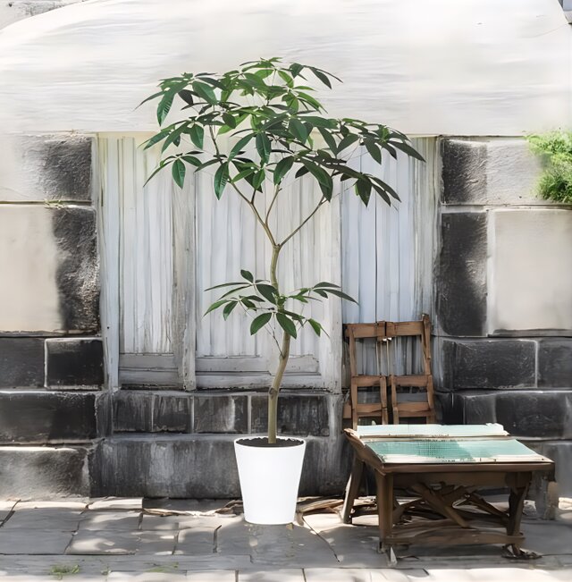 光触媒　人工観葉植物　ウォールグリーン　フェイクグリーン　パキラ150FST 光触媒 人工観葉植物 ウォールグリーン フェイクグリーン パキラ