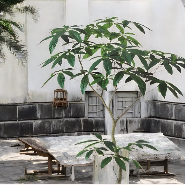 光触媒　人工観葉植物　ウォールグリーン　フェイクグリーン　パキラ150FST 光触媒 人工観葉植物 ウォールグリーン フェイクグリーン パキラ