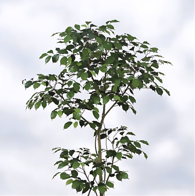 光触媒　人工観葉植物　フェイクグリーン　ベンジャミン150FST 光触媒 人工観葉植物 ウォールグリーン フェイクグリーン ベンジャミン