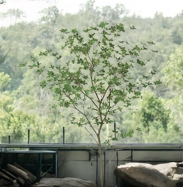 光触媒　人工観葉植物　ウォール　フェイクグリーン　ベンジャミンワイド200FST 光触媒 人工観葉植物 ウォール フェイクグリーン ベンジャミン