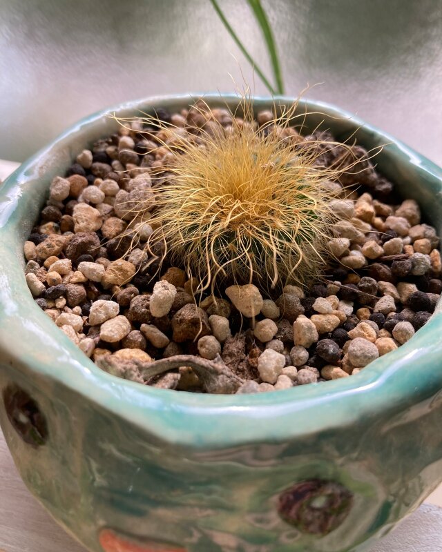 かっぱちゃん 植木鉢 | iichi 日々の暮らしを心地よくするハンドメイド