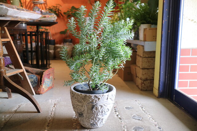 1点のみ ミモザ アカシア の木 ＜ブルーブッシュ＞ シルバー